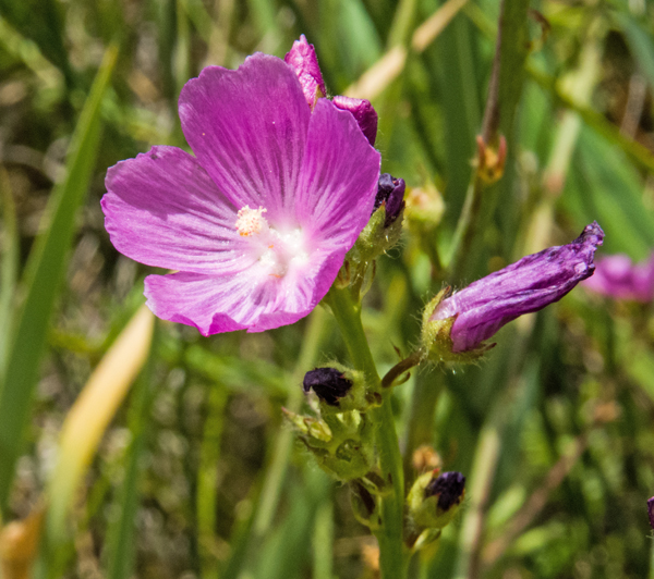 Checker Mallow 3.jpg